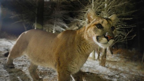 le coeur de leon_thumb.jpg